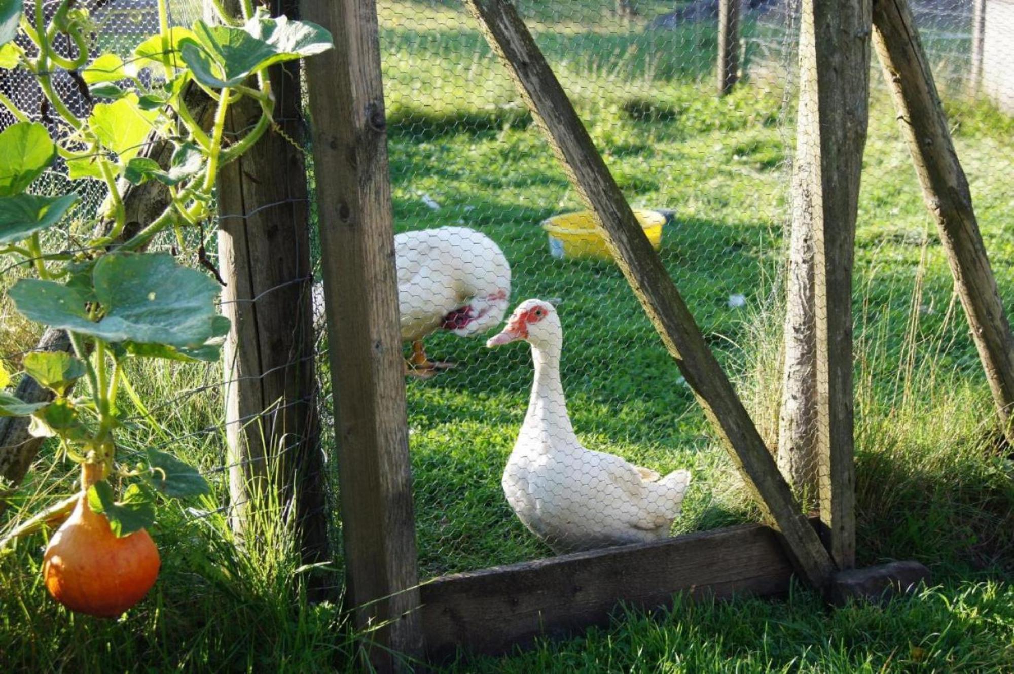 Ferienwohnung Wiesenschneiders Freiensteinau ภายนอก รูปภาพ